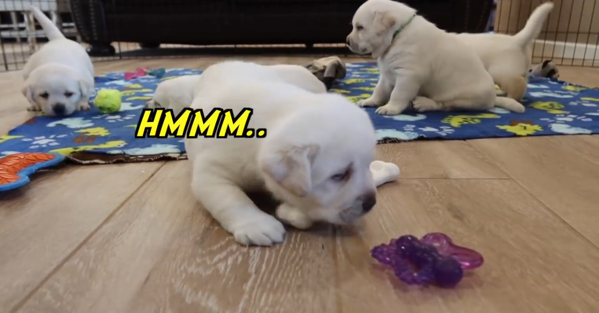 Dei cuccioli di Labrador giocano insieme all’interno di un recinto (VIDEO)