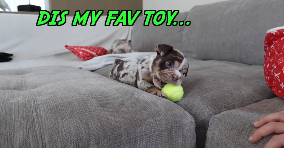 Dei cuccioli di Bulldog inglese sono felici e giocano energicamente (VIDEO)