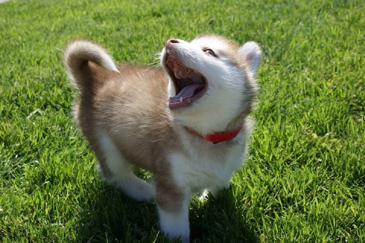 cucciolo di husky gioca col padrone