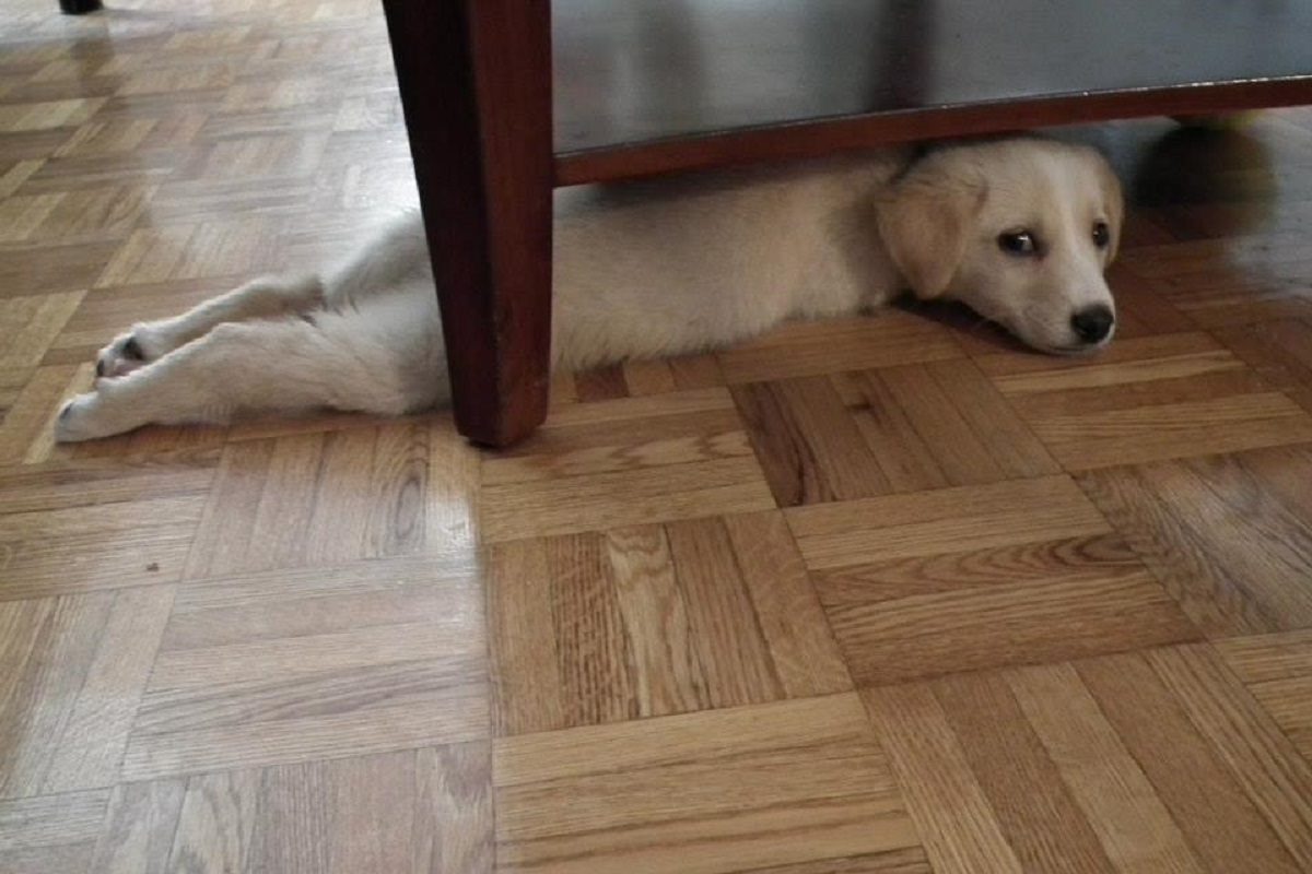 cucciolo di cane nascosto sotto il letto