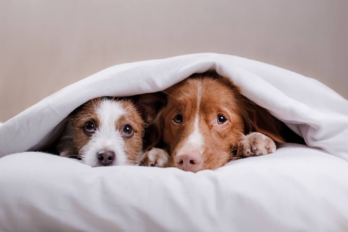 un cucciolo e un cane adulto