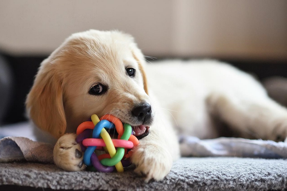 Cuccioli di cane, come comportarsi con loro? Guida completa