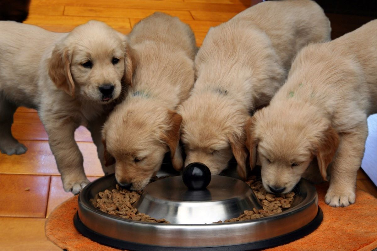 cagnolini mangiano insieme