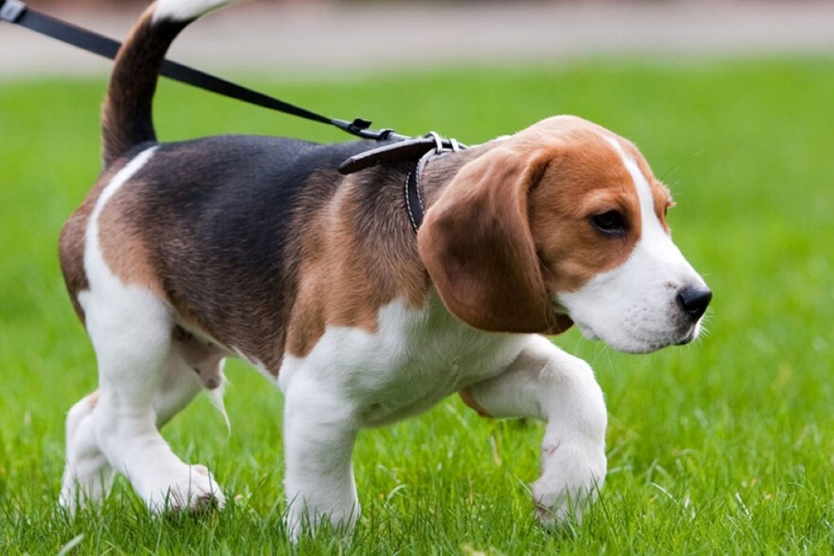 Cuccioli di cane cosa non fare