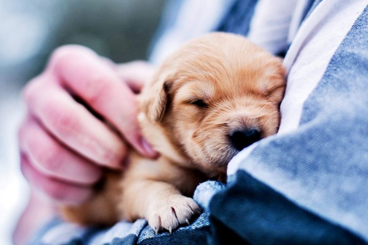 cucciolo dal veterinario