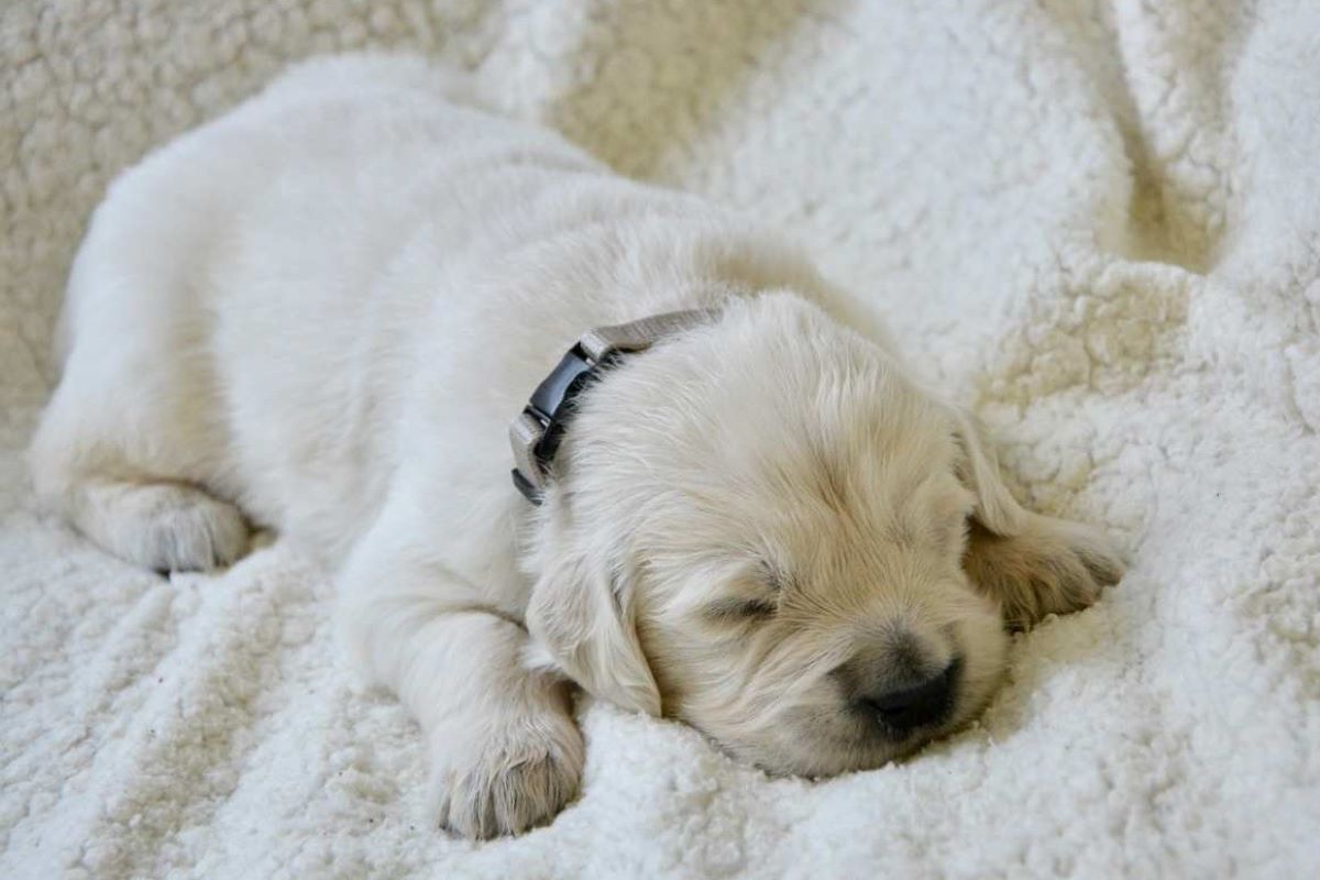 Cuccioli di cane cosa non fare