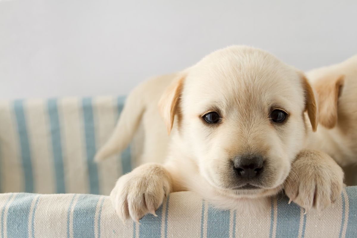 cuccioli di cane cosa non fare