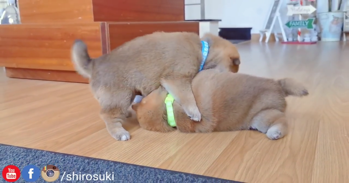 Due cuccioli di cane giocano alla lotta sotto la supervisione dei padroni (VIDEO)