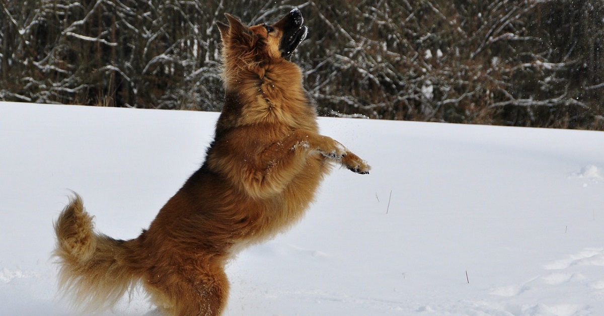 I cuccioli di cane pazzi di felicità di fronte al pupazzo di neve gigante (VIDEO)