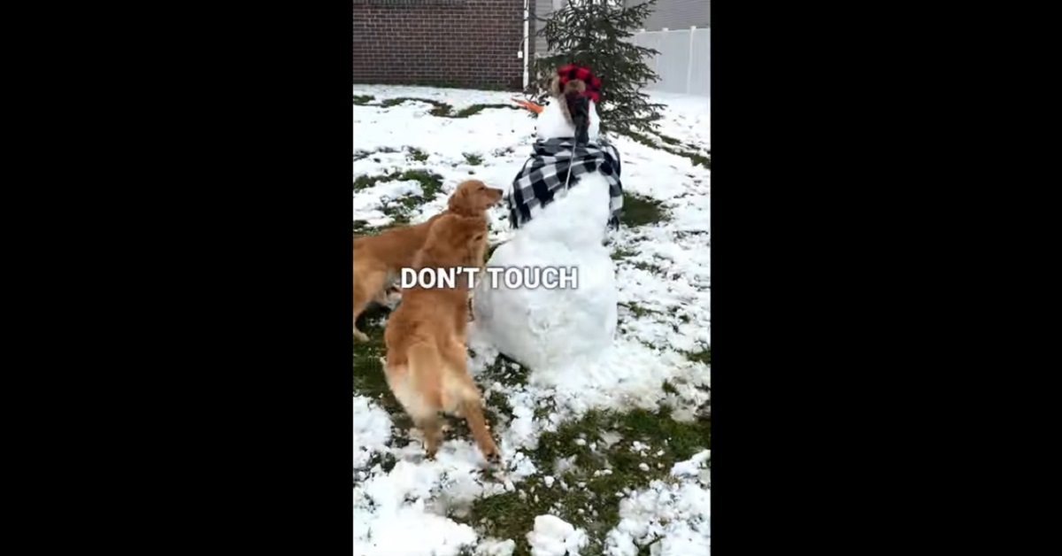cuccioli di cane pazzi di felicità di fronte al pupazzo di neve gigante