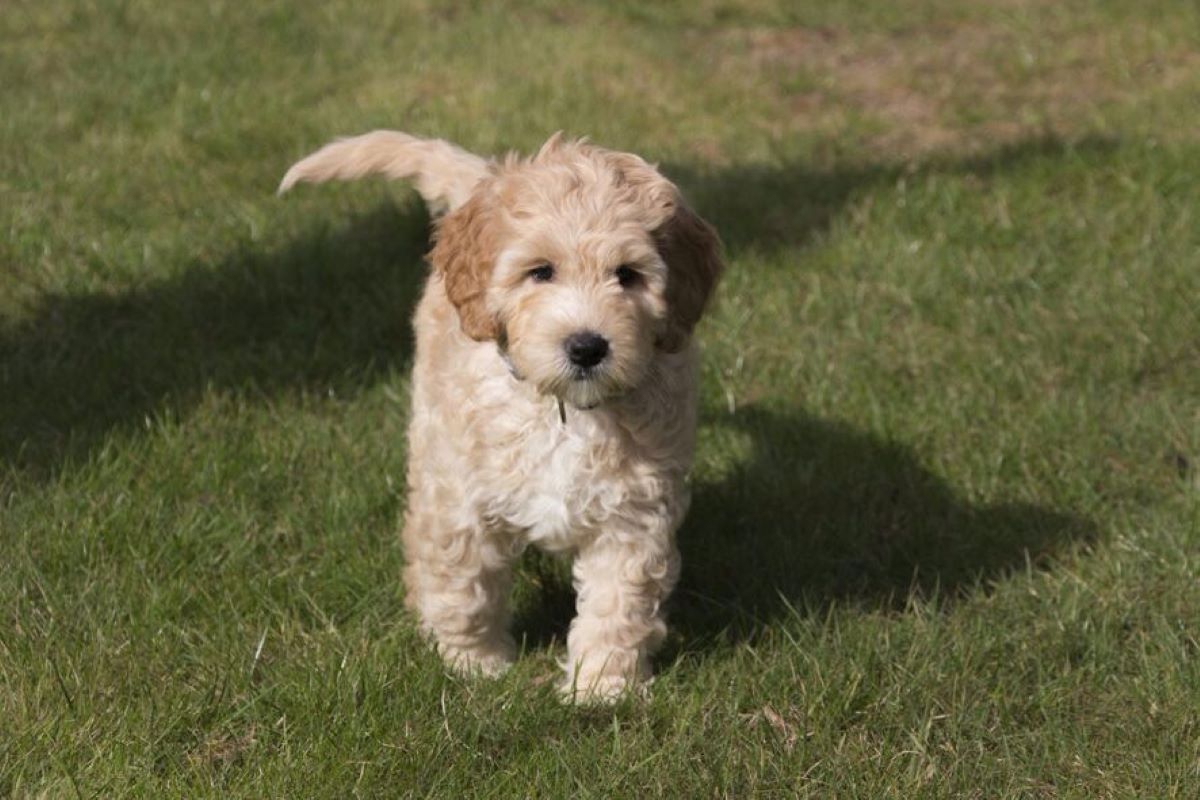 cuccioli di cane quando camminano