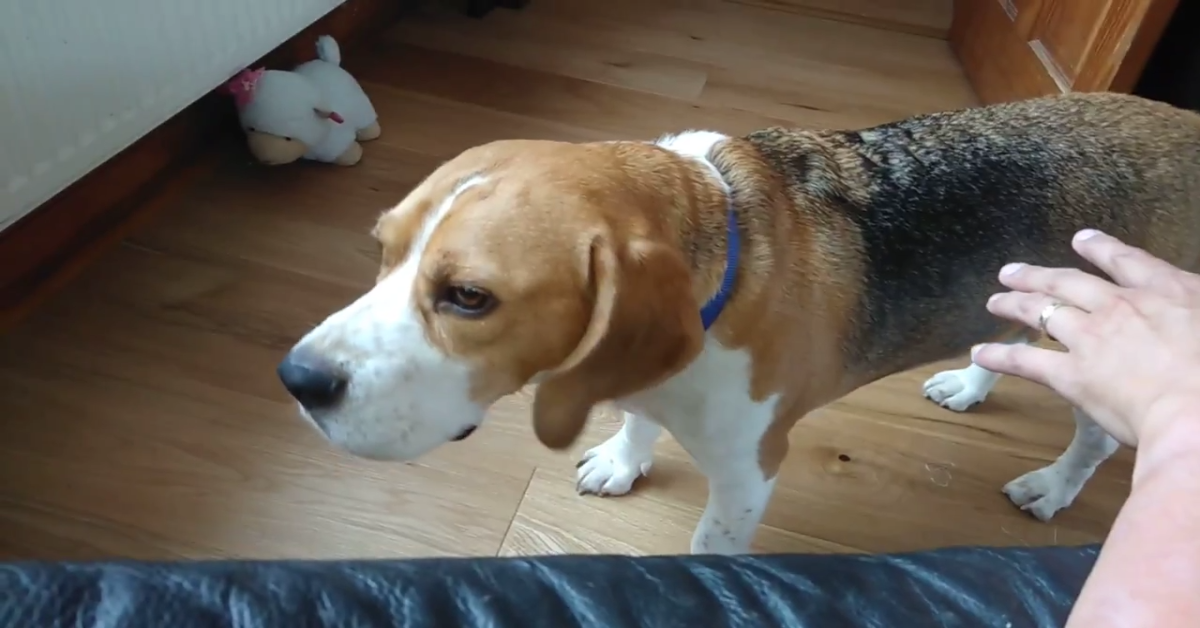 Un cucciolo Beagle vuole le coccole della sua dolce padrona (VIDEO)