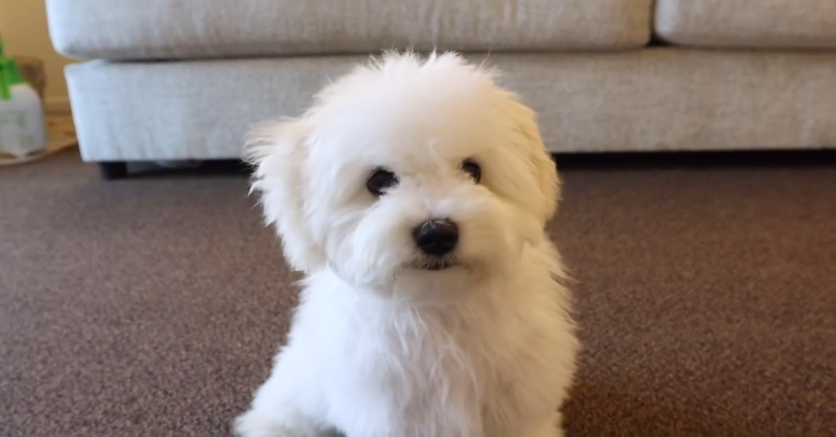 Cucciolo bianco consola la sua dolce padrona che fa finta di piangere (VIDEO)