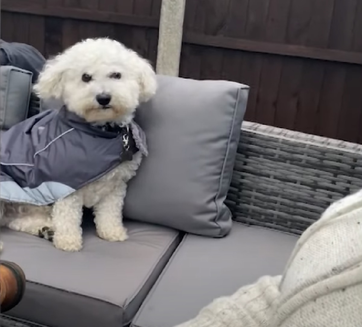 buddy cucciolo bichon rituale papà