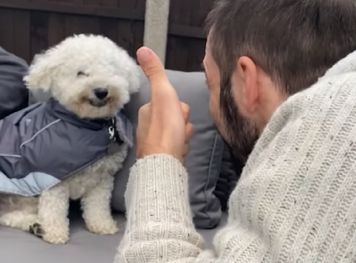 buddy cucciolo bichon sorriso grande