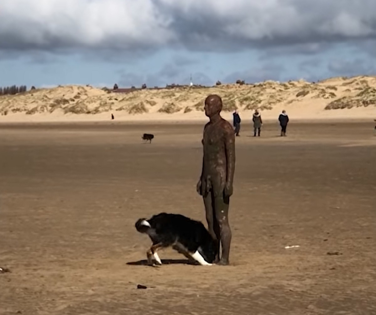 hurley cucciolo una statua in spiaggia