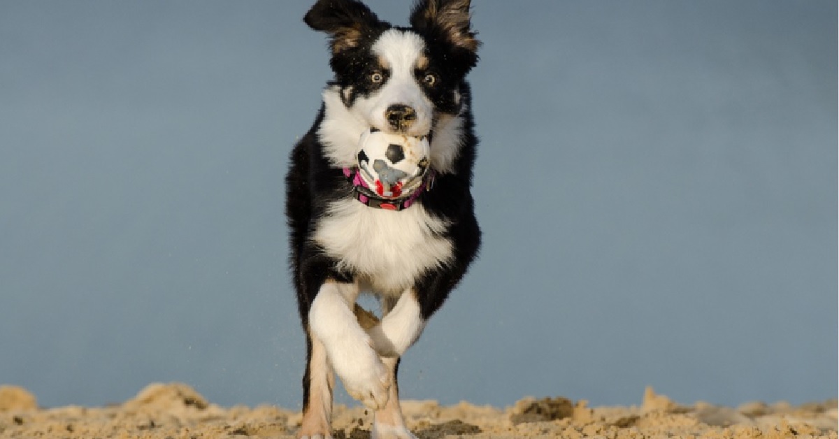 Cucciolo Border Collie prova a giocare con una statua, il video lascia di stucco