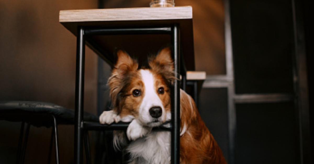 Cucciolo Border Collie raccoglie le mance per il bar, il video vi lascerà a bocca spalancata