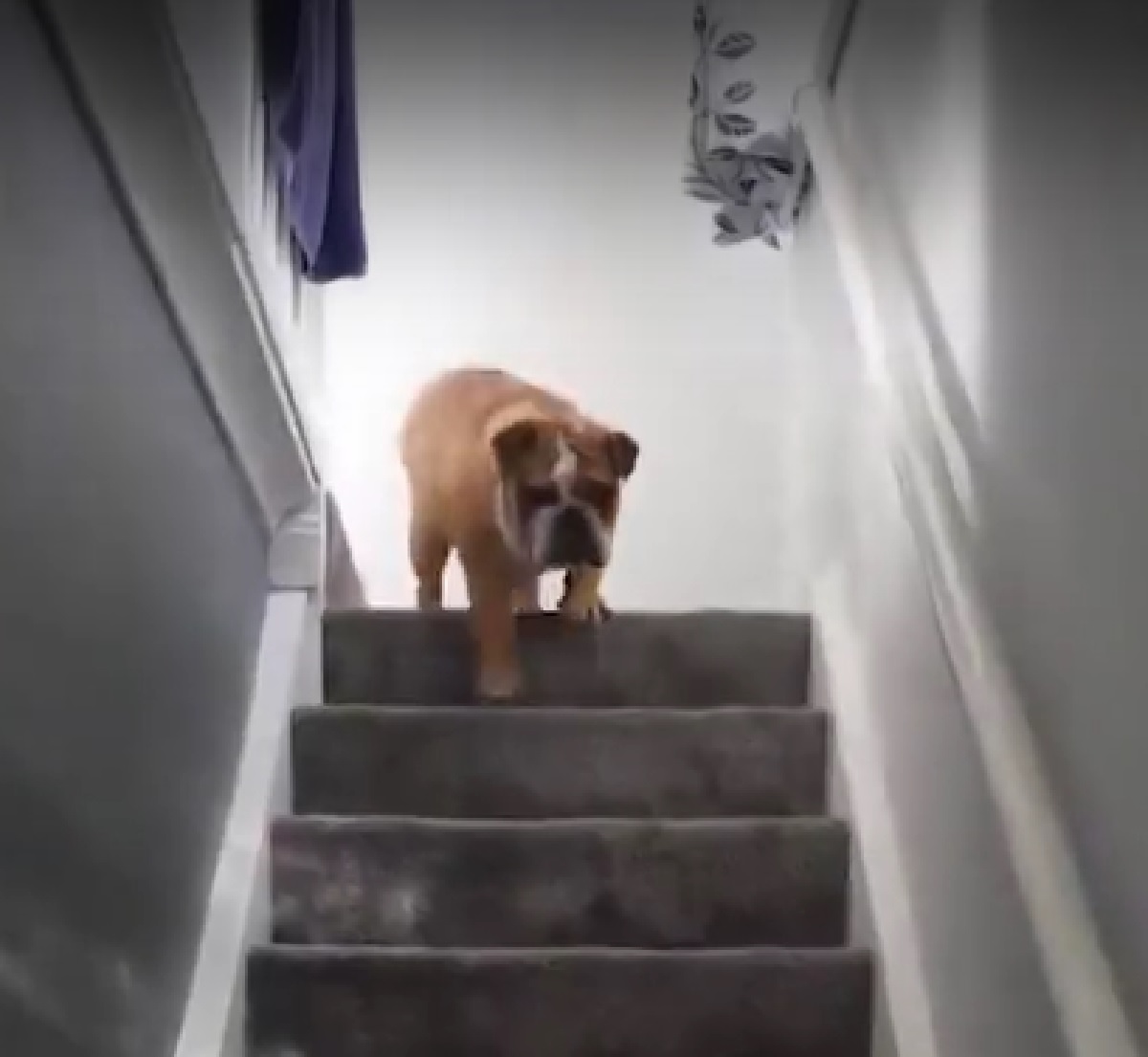 reginald cucciolo bulldog si trascina scale divertente