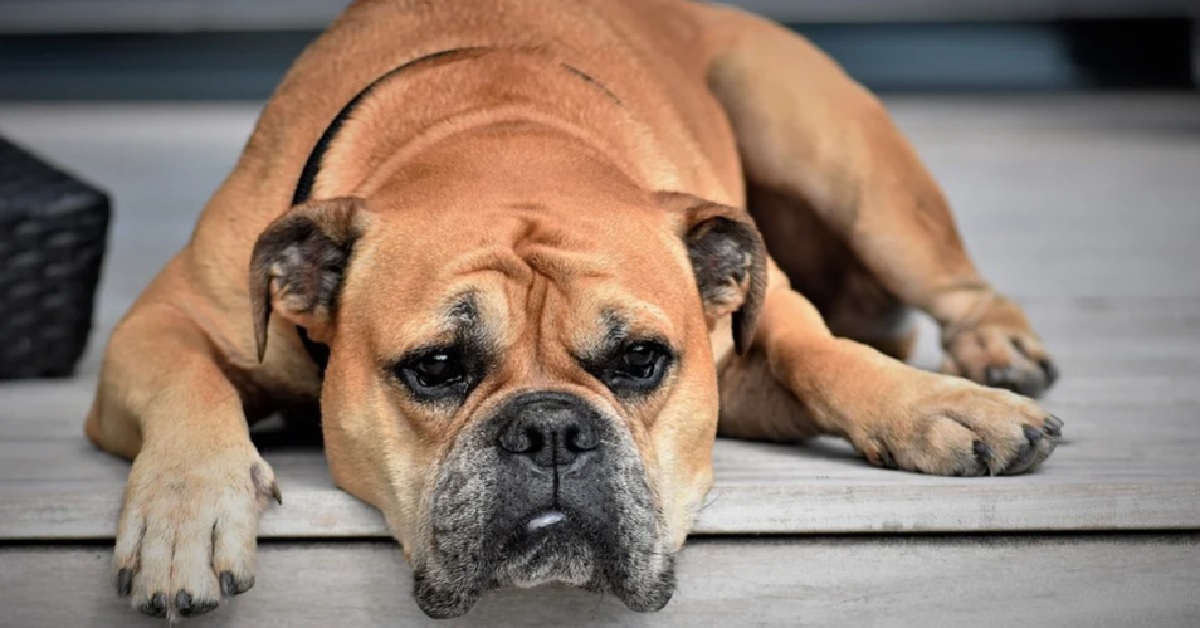 Cucciolo Bulldog si trascina per le scale, la sua innata pigrizia in video