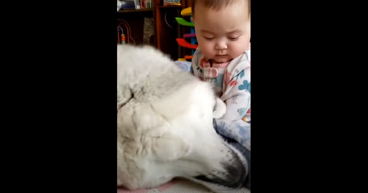 cucciolo di Alaskan Malamute fa da babysitter