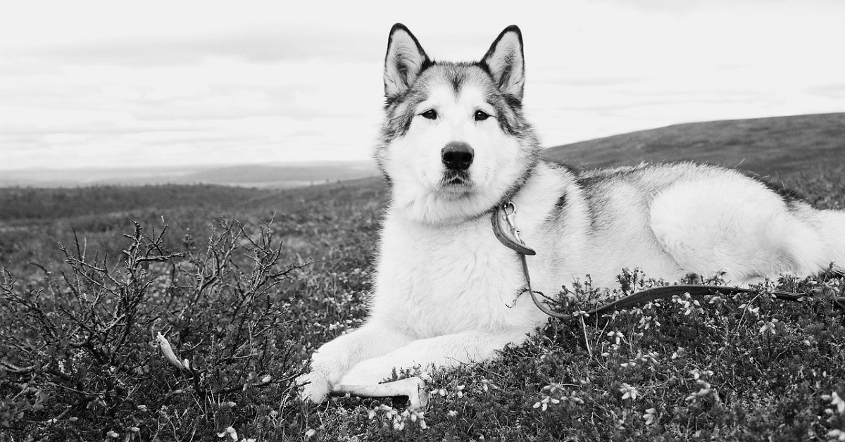 Il cucciolo di Alaskan Malamute fa da babysitter alla sorellina umana (VIDEO)