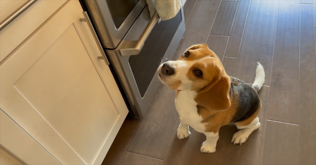 Il cucciolo di Beagle chiede la colazione al suo papà umano (VIDEO)