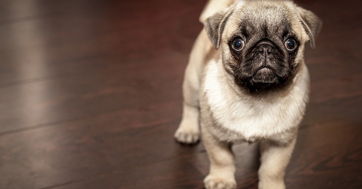 cucciolo di Carlino a bordo del suo roomba 