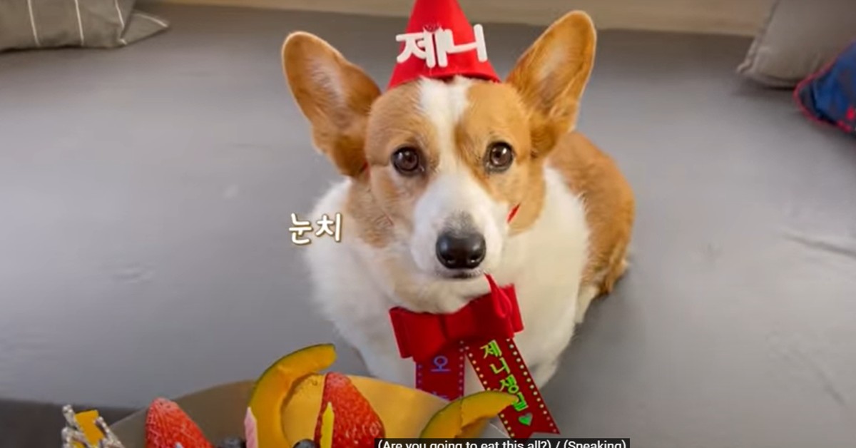 Un cucciolo di Corgi fa il compleanno e festeggia con i figli e i padroni (VIDEO)