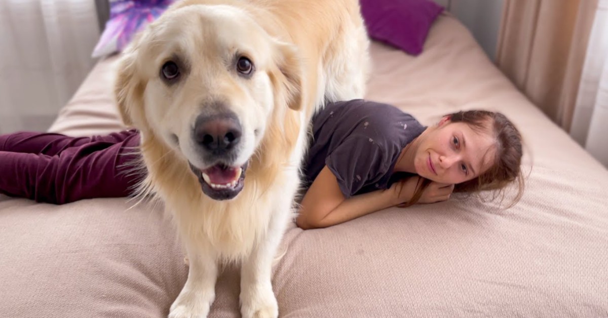 Un cucciolo di Golden Retriever riempie di coccole la sua padrona e l’atterra (VIDEO)