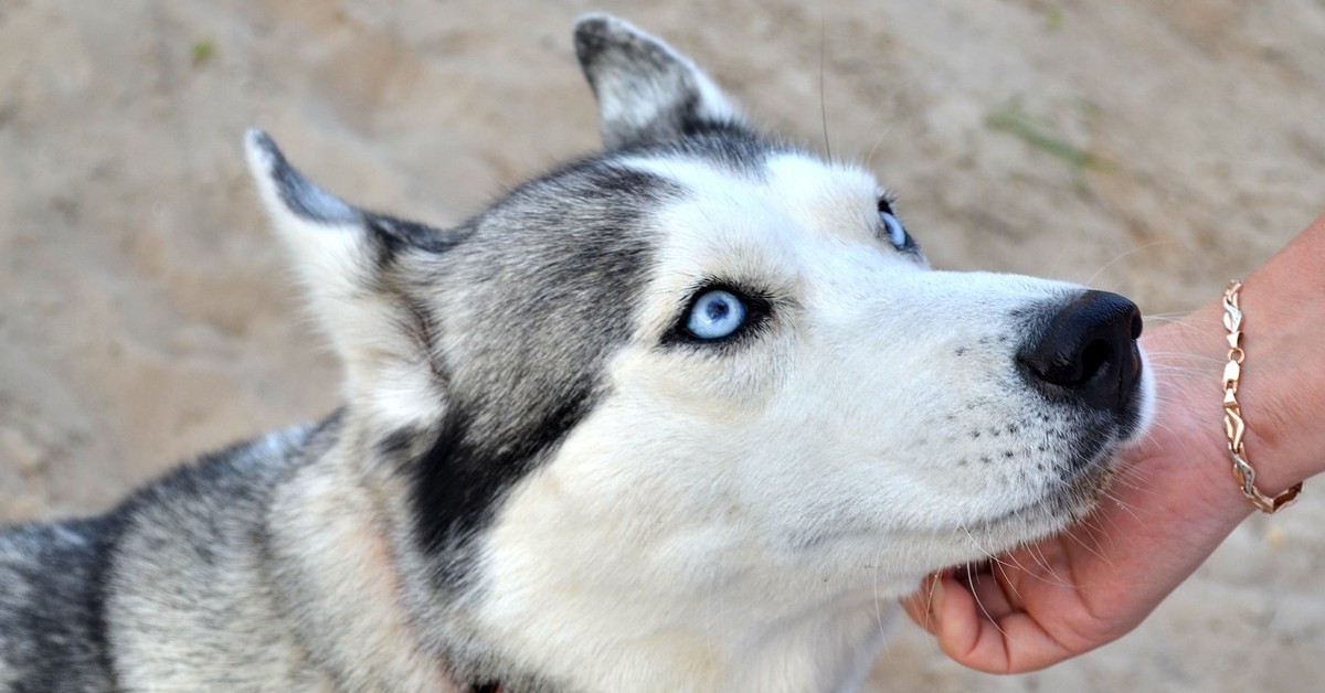 Il cucciolo di Husky non è per niente convinto del suo collare elisabettiano (VIDEO)
