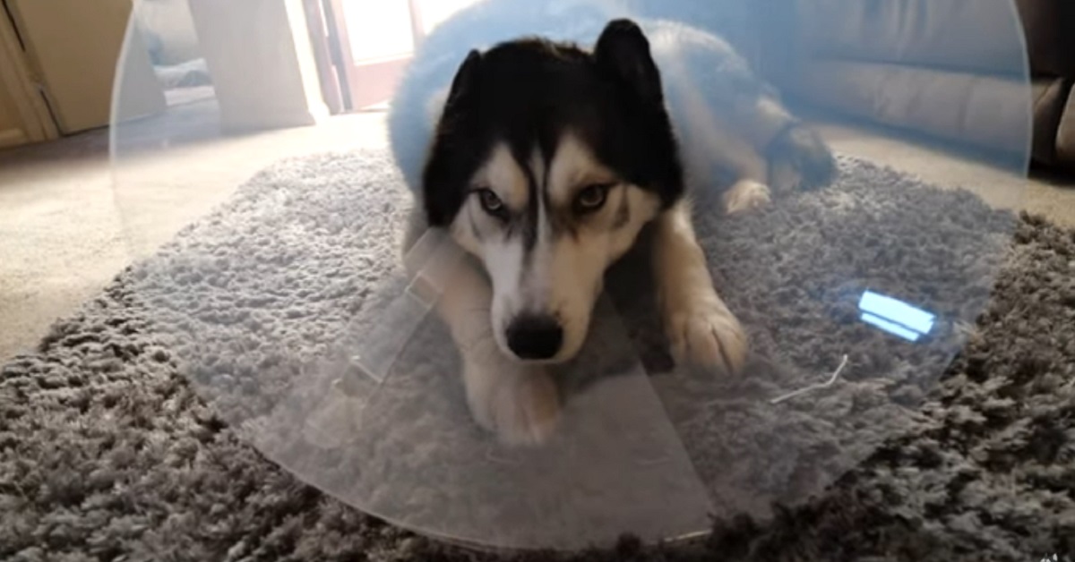 cucciolo di Husky non è per niente convinto del suo collare elisabettiano