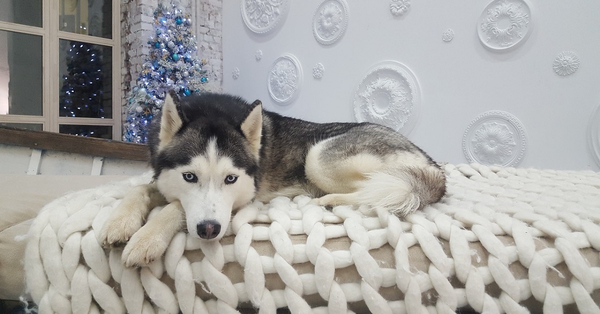 cucciolo di Husky non è per niente convinto del suo collare elisabettiano