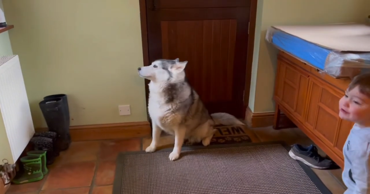 Cucciolo di Husky piange perché sente la mancanza del fratello (VIDEO)