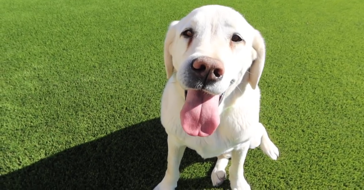 Luoghi comuni sui cani: tutti i miti da sfatare