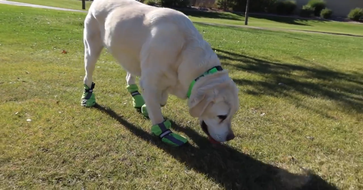 Un cucciolo di Labrador è infastidito dalle scarpe che gli ha comprato il padrone (VIDEO)