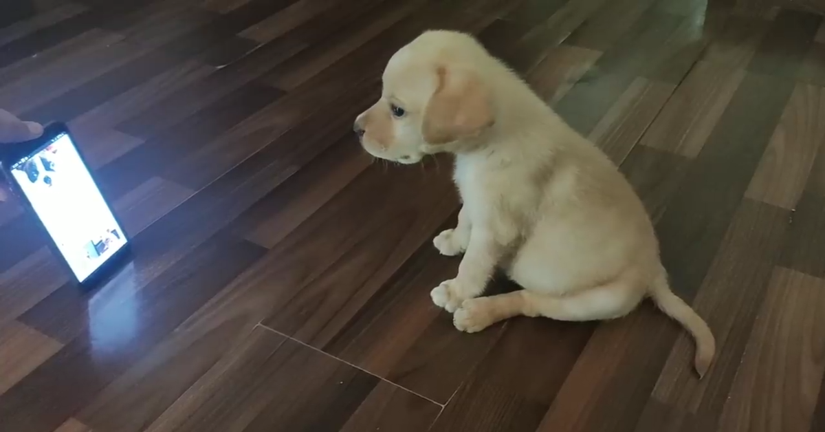 Cucciolo di Labrador reagisce in modo dolcissimo allo scherzo dei padroni (VIDEO)