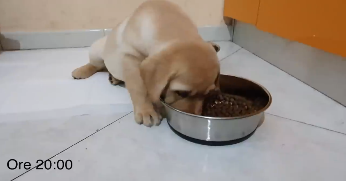 Un cucciolo di Labrador va a casa e trascorre il primo giorno serenamente (VIDEO)