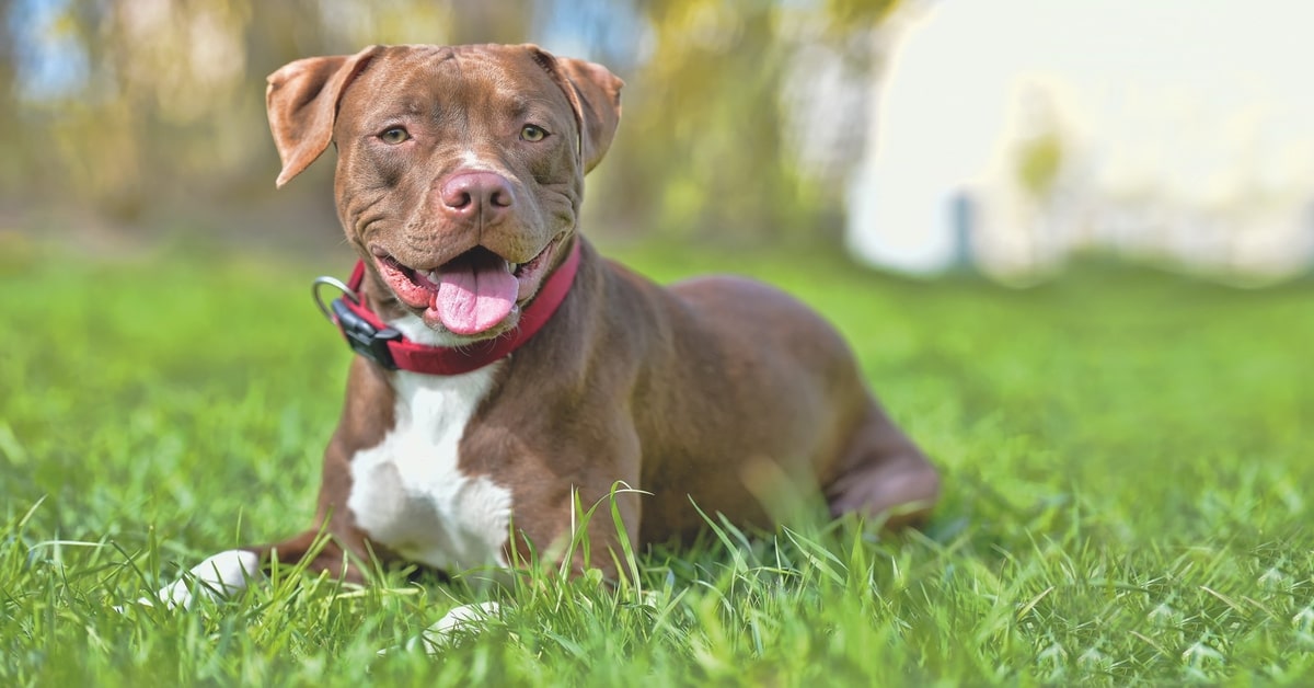 cucciolo di Pitbull che adora giocare con il suo papà