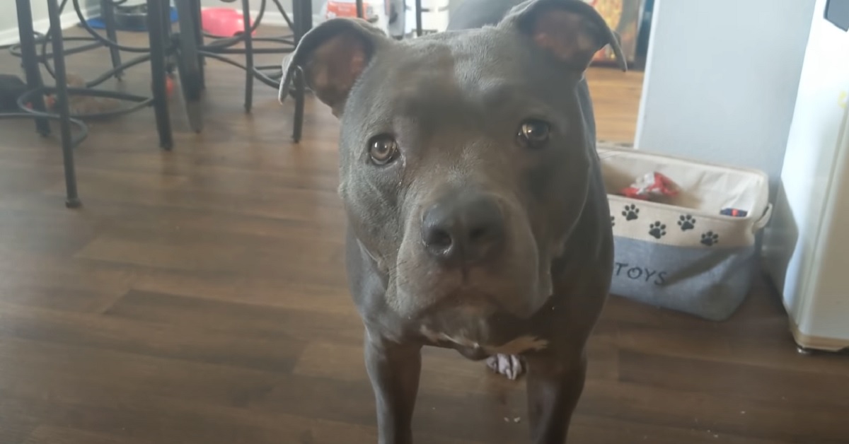 cucciolo di Pitbull che adora giocare con il suo papà