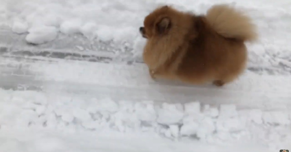 cucciolo di Pomerania fa una passeggiata sulla neve