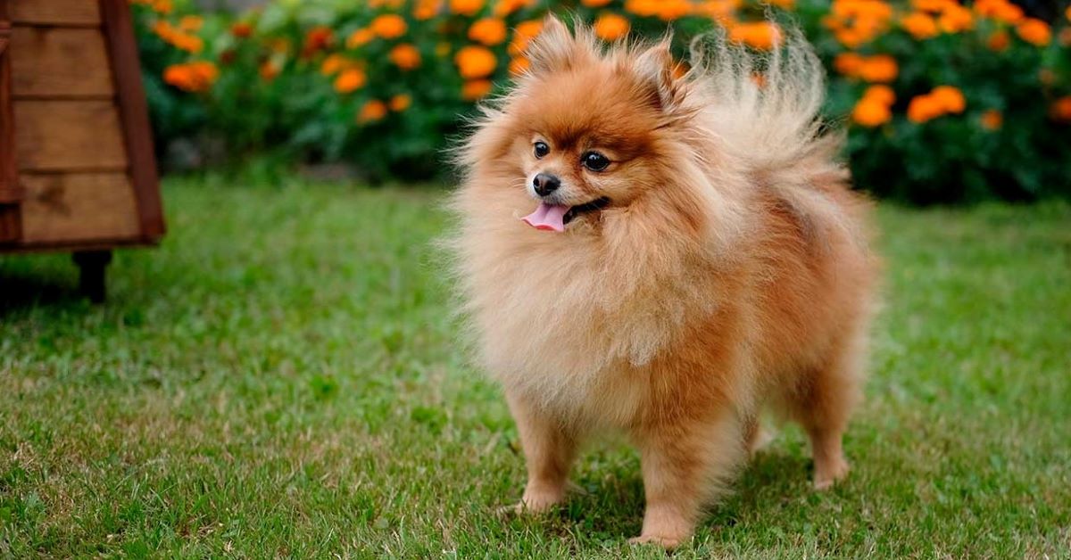 cucciolo di Pomerania fa una passeggiata sulla neve