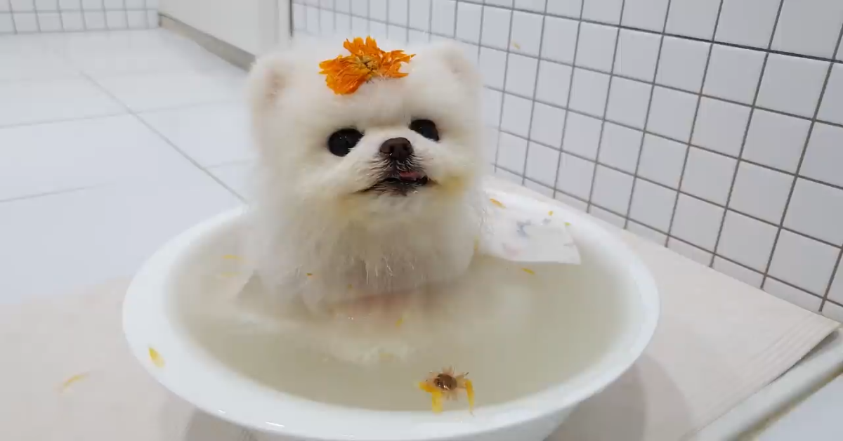 Cucciolo di Pomerania triste ritorna ad essere felice grazie alla padrona (VIDEO)