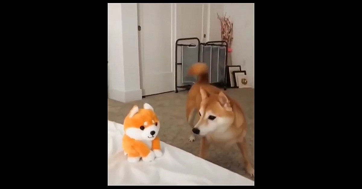 cucciolo di Shiba Inu