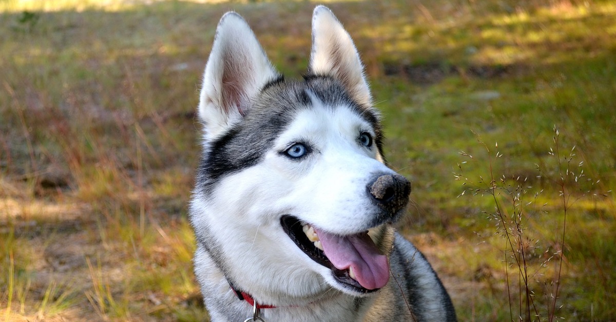 cucciolo di Siberian Husky mangia gli snack immaginari