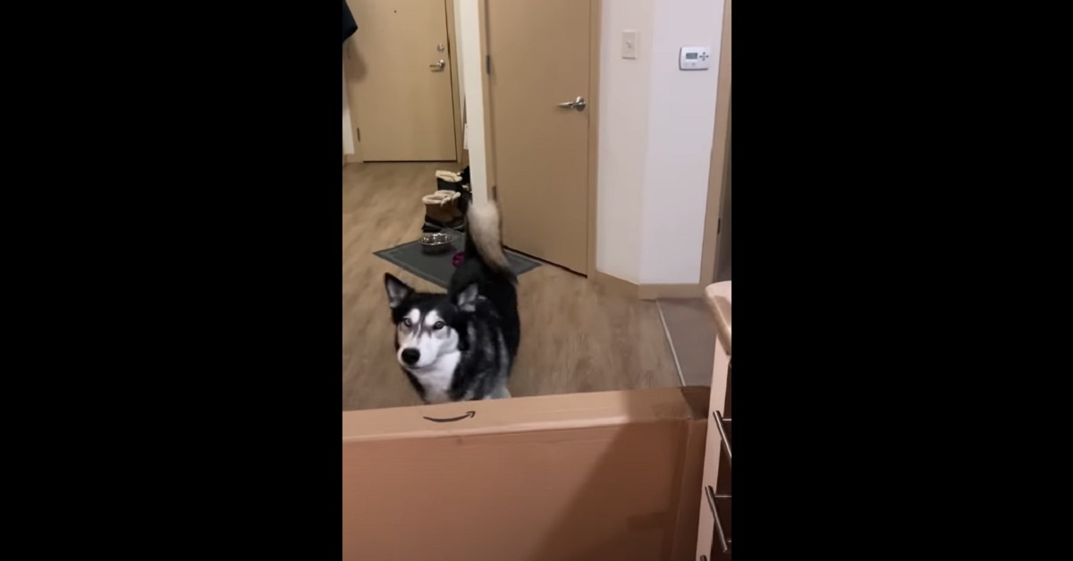 cucciolo di Siberian Husky non piace stare fuori dalla cucina