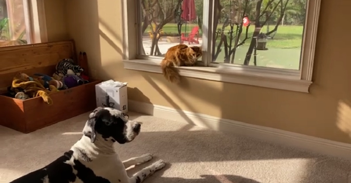 cucciolo di alano e il gatto amano fare birdwatching insieme