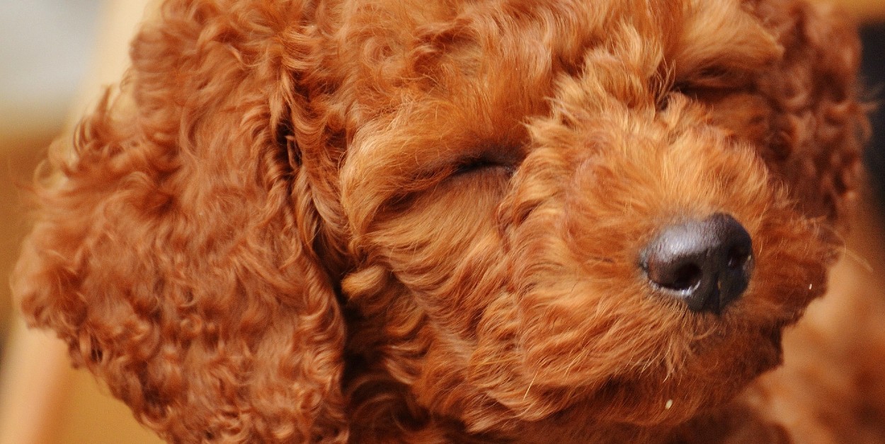 Il cucciolo di barboncino si diverte a fare le smorfie (VIDEO)