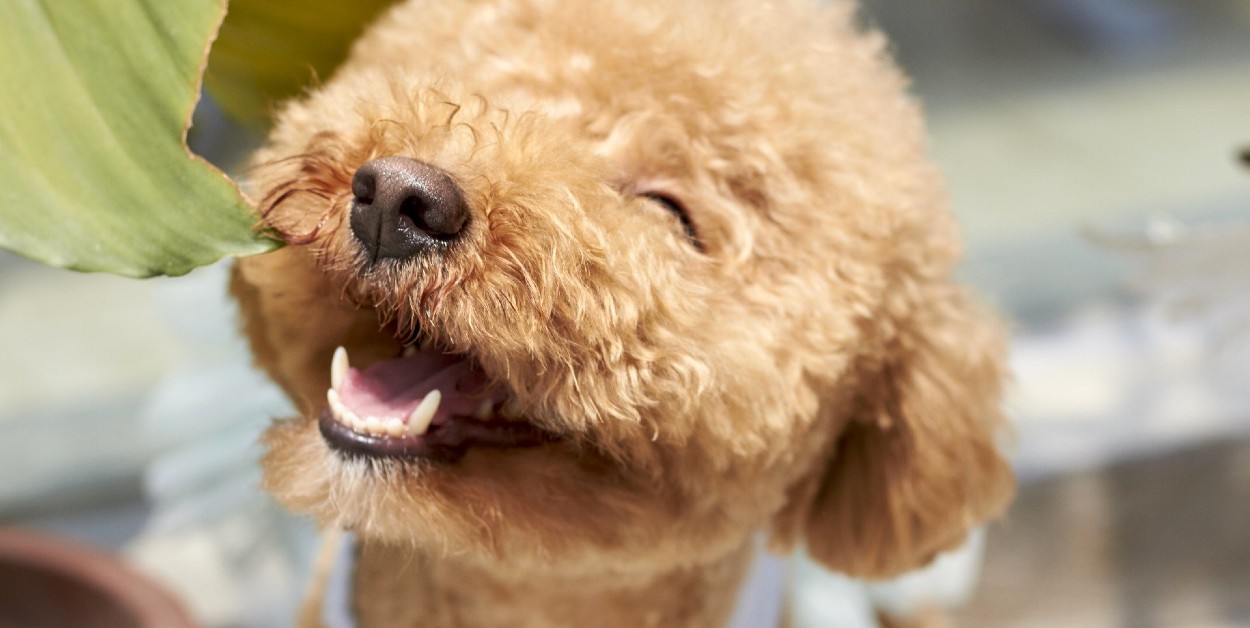 cucciolo di barboncino si diverte a fare le smorfie