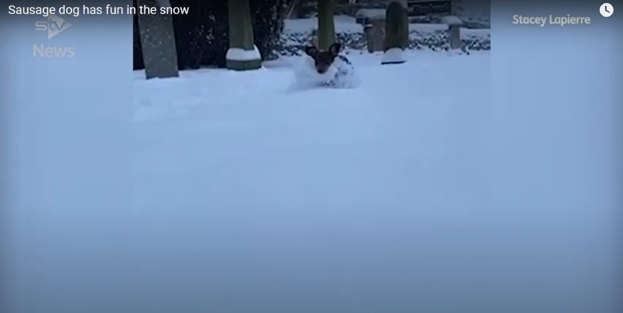 cucciolo di bassotto corre felice in mezzo alla neve